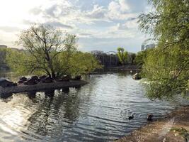 Scenic view of calm pond with ducks and small island for birds, surrounded by trees and zoo structures, reflecting the peaceful coexistence of urban nature and animal habitats photo