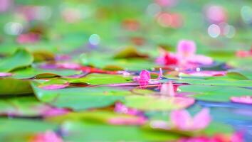 Serene pond scene with water lilies and floating pink petals in soft bokeh photo
