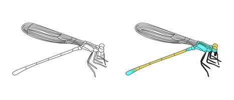 Dragonfly Isolated Illustration Set with Colorful and Outline Insect vector