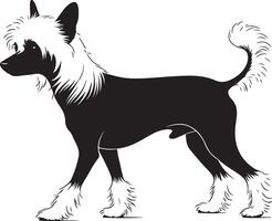 A black and white chinese crested dog standing on a white background vector