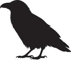 A black raven standing on a white background vector
