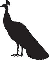 A silhouette of a peacock standing on a white background vector