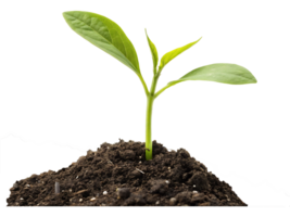 A young green sprout of new life emerges from the isolated soil, a small seedling growing towards the spring light of nature png