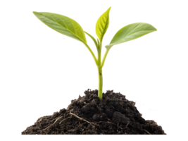 Young green sprout of a new plant seedling shows life and growth in the spring soil png