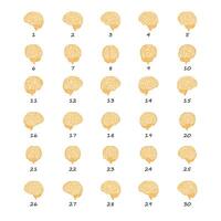 Brain colorful 2d rotate data sheet poses, hand drawn simple style to complement data and research vector