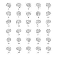 Brain line art 2d rotate data sheet poses hand drawn simple style to complement data and research vector