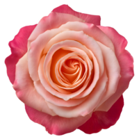 High-resolution close-up of a blooming pink rose with delicate petals, isolated on transparent background. Ideal for design, romantic themes, or floral compositions. png