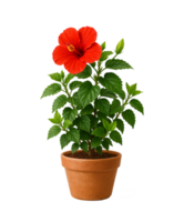 A Hibiscus Plant with Red Flower in White Pot Isolated on Transparent Background png