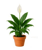 Peace Lily in Terracotta Pot Isolated on Transparent Background png