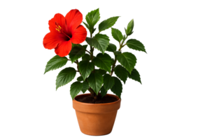 Hibiscus Plant with Red Flower in Pot Isolated on Transparent Background png