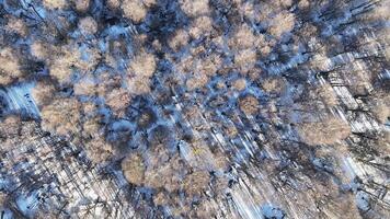 High Angle of Spinning Forest in Ushuaia End of the World Argentina. Beautiful Scenery. video