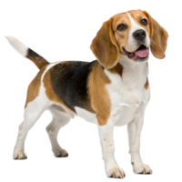 beagle on transparency background png