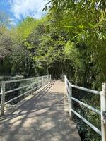 Pedestrian bridge in a lush green park surrounded by dense trees and bamboo on sunny spring day. Tranquil nature scene with metal railings and pathway in shadow and light photo