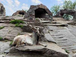 Long haired Markhor goat with spiral horns lying on rocky slope in zoo enclosure, surrounded by stone ledges and greenery, creating peaceful natural scene with wild animal resting in mountain habitat photo