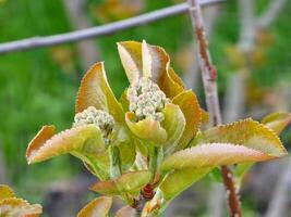 Close-up of a branch of chokeberry with several leaves emerging in early spring photo