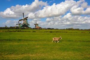 A lone goat in a verdant field in the distance, in the Netherlands. photo