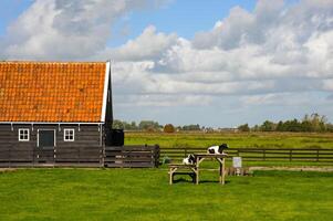 Goats in the Netherlands that are black and white and resemble cows. photo