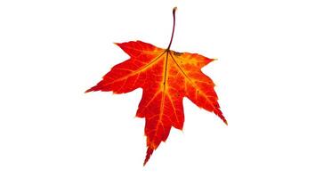 Bright red maple leaf on a clean white background vibrant autumn color fall season nature botanical single leaf studio shot isolated object symbol of autumn change photo