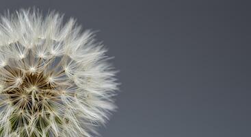 The Delicate Beauty of Dandelion Seed Head Against a Gray Background photo
