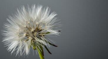 Delicate Dandelion Seed Head Covered in Water Droplets Shimmers in Sunlight photo