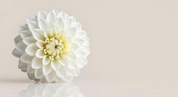 The Radiance of Simplicity A Study in White Flower Elegance photo