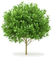Isolated full view of a lush small tree with vibrant foliage. png