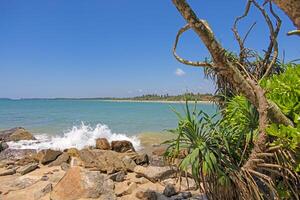 Ocean splash on rocks with tropical tree in foreground photo