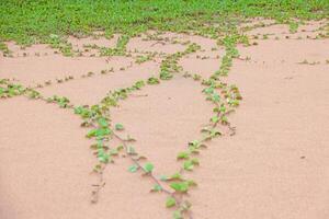 Green trails across sandy beach surface photo