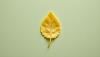 minimalist food photography of a single leaf shaped pasta with visible herb vein imprint, soft sage green background photo