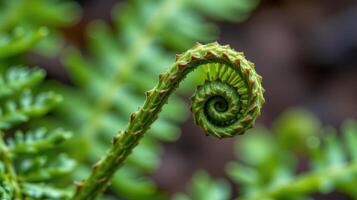 closeup of a green fern unfurling, photorealistic macro photo