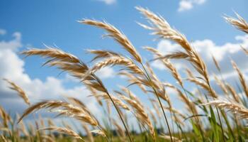 close up of wild grass blowing in the wind photo