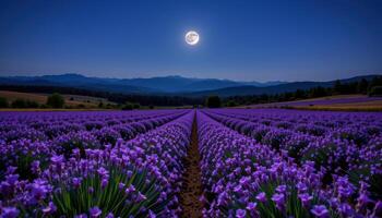 a moonlit field of lavender stretching out to distant hills beneath a clear night sky. photo