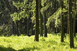 The bright sun is beautifully shining through the lush trees in the forest photo