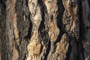 tree bark texture in the forest for a natural background photo
