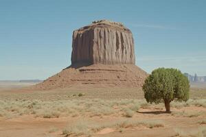 A lone tree in the desert photo
