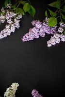Beautiful lilac on a black background with empty space for text photo