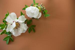 Elegant white peony with empty space for text photo