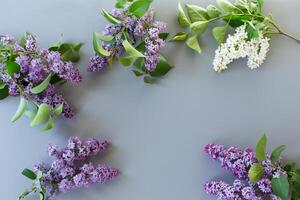 Spring lilac with leaves on a gray background with copy space photo