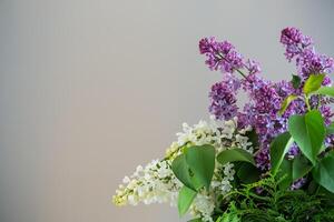 Bouquet of white and lilac lilacs on a gray background photo