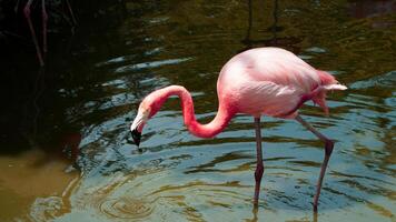 pink flamingo in water photo