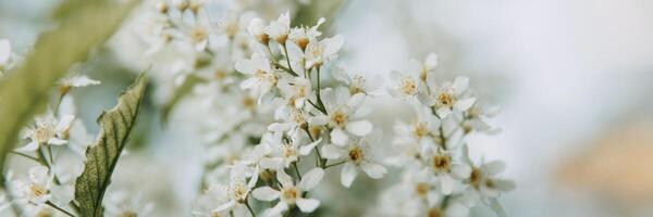 cherry branches with white flower close-up, background of spring nature. Macro image of vegetation, close-up depth of field. photo