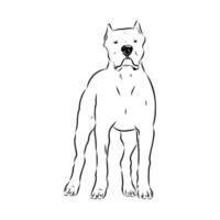 hunting dog Argentine Great Dane handmade drawing vector