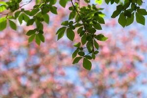 Spring blur bokeh background with green branches photo