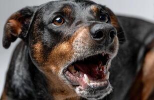 Angry rottweiler barking showing teeth on white background photo