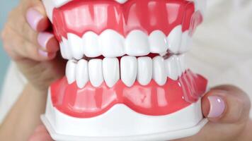 Artificial teeth model demonstration. jaw movement and denture details in three frames video