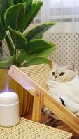 Cozy cat lounging by humidifier in relaxing indoor setting video
