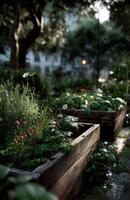 Sun shining on lush community garden with raised beds and gravel path photo