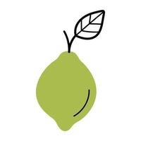 Whole fresh lime with twig and leaf. Hand drawn sketch icon of citrus fruit. Isolated illustration in doodle line style. vector