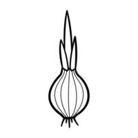 Onion. Hand drawn sketch icons of bulb. Isolated illustration in doodle line style. vector