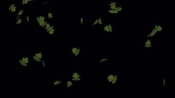 Professional Fall Transition Loop - Seamless Leaves Animation video
